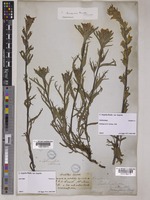 Lectotype of Castilleja hispida Benth. [family OROBANCHACEAE]