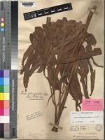 Syntype of Tacca artocarpifolia Seem. [family TACCACEAE]