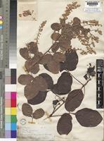 Syntype of Serjania longipes Radlk. [family SAPINDACEAE]