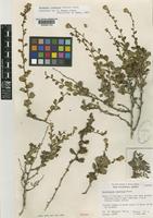 Isotype of Haplopappus rosaricus Moran [family COMPOSITAE]