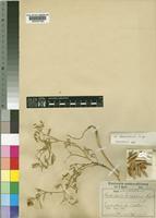 Crotalaria damarensis Engl. [family LEGUMINOSAE-PAPILIONOIDEAE]