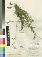 Holotype of Crotalaria gazensis Baker f. subsp. herbacea Polhill [family LEGUMINOSAE-PAPILIONOIDEAE]