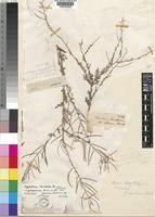 Type of Sisymbrium gariepinum Burch. ex DC. var. apricum Burch. [family CRUCIFERAE]