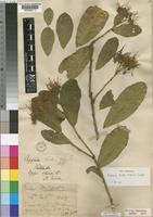 Syntype of Maerua kirkii (Oliv.) F.White [family CAPPARACEAE]