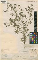 Cleome oxyphylla Burch. [family CAPPARACEAE]