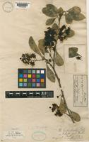 Syntype of Boscia welwitschii Gilg [family CAPPARACEAE]