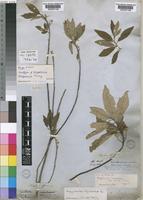 Isotype of Kiggelaria dregeana Turcz. [family FLACOURTIACEAE]