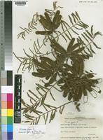 Holotype of Mimosa pigra L. [family LEGUMINOSAE-MIMOSOIDEAE]