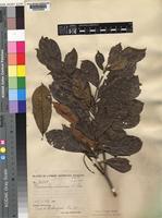 Terminalia ivorensis A.Chev. [family COMBRETACEAE]