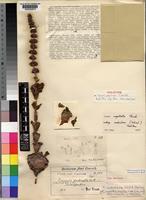 Holotype of Crassula pectinata Conrath [family CRASSULACEAE]