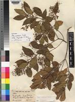 Isotype of Olea woodiana Knobl. subsp. disjuncta P.S.Green [family OLEACEAE]