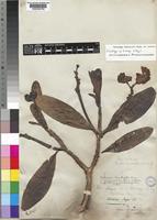 Lectotype of Voacanga dregei E.Mey. [family APOCYNACEAE]
