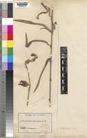 Hibiscus elongatifolius Hochr. [family MALVACEAE]