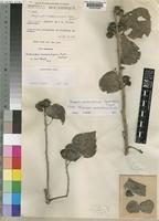 Thespesia mossambicensis Exell; Hillcoat [family MALVACEAE]