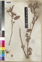 Melhania forbesii Planch. ex Mast. [family STERCULIACEAE]
