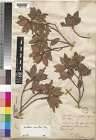 Trochetia parviflora Boj. [family STERCULIACEAE]
