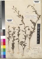 Hermannia kirkii Mast. [family STERCULIACEAE]