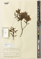 Myrica microbracteata Weim. [family MYRICACEAE]