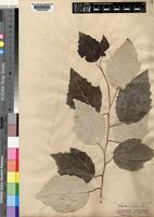 Populus alba L. [family SALICACEAE]