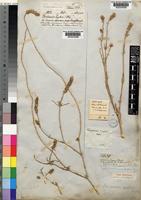 Type of Trichinium zeyheri Moq. [family AMARANTHACEAE]