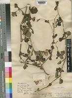 Type of Cyathula spathulifolia Lopr. [family AMARANTHACEAE]