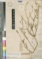 Psilotrichum schimperi Engl. [family AMARANTHACEAE]