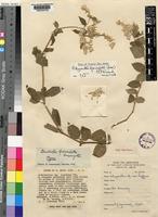 Type of Pandiaka fasciculata Suess. [family AMARANTHACEAE]
