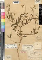 Type of Pandiaka aristata Suess. [family AMARANTHACEAE]