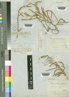 Arthrocnemum natalense (Bunge ex Ung.-Sternb.) Moss [family CHENOPODIACEAE]