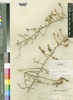Salsola libyca Botsch. [family CHENOPODIACEAE]