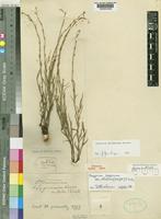 Oxygonum delagoense Kuntze [family POLYGONACEAE]