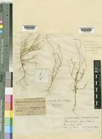 Lophiocarpus tenuissimus Hook.f. [family PHYTOLACCACEAE]