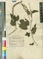 Phytolacca dodecandra L'Hér. var. apiculata Engl. [family PHYTOLACCACEAE]