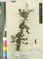 Acacia torrei Brenan [family LEGUMINOSAE-MIMOSOIDEAE]