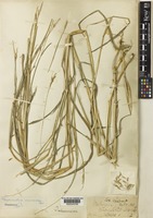 Isotype of Pogonachne racemosa Bor [family POACEAE]