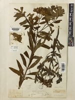 Euphorbia sikkimensis Boiss. [family EUPHORBIACEAE]