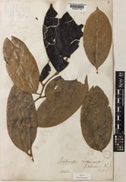 Type of Chaetocarpus pubescens (Thwaites) Hook.f. [family PERACEAE]