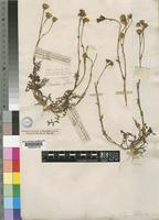 Isosyntype of Senecio inaequidens DC. [family COMPOSITAE]