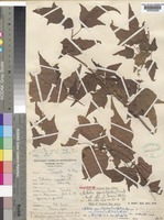 Holotype of Mallotus oppositifolius (Geisel)Muell.Arg. var. lindicus A.Radcl.-Sm. [family EUPHORBIACEAE]