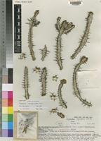 Euphorbia nigrispinoides M.G.Gilbert [family EUPHORBIACEAE]