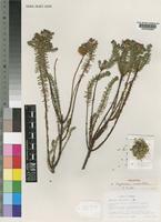 Holotype of Euphorbia crebrifolia S.Carter [family EUPHORBIACEAE]