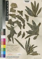 Isotype of Euphorbia wildii L.C.Leach [family EUPHORBIACEAE]