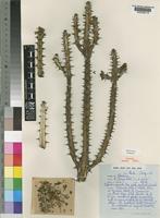 Isotype of Euphorbia griseola Pax subsp. mashonica Leach [family EUPHORBIACEAE]
