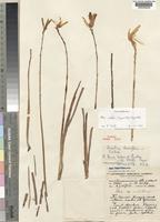 Isotype of Aloe wildii (Reynolds)Reynolds [family ALOACEAE]