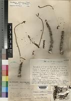 Xeroderris stuhlmannii (Taub.) Mendonca & E.C. Sousa [family LEGUMINOSAE-PAPILIONOIDEAE]