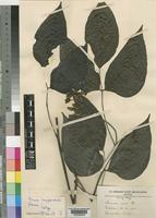 Isotype of Mucuna longipedicellata Hauman [family LEGUMINOSAE-PAPILIONOIDEAE]