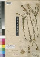 Vernonia bainesii Oliv. & Hiern subsp. bainesii [family COMPOSITAE]