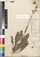 Syntype of Conyza subscaposa O.Hoffm. [family COMPOSITAE]
