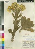 Helichrysum tenax M.D.Hend. [family COMPOSITAE]