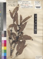 Isotype of Eucalyptus anceps (R.Br. ex Maiden) Blakely [family MYRTACEAE]